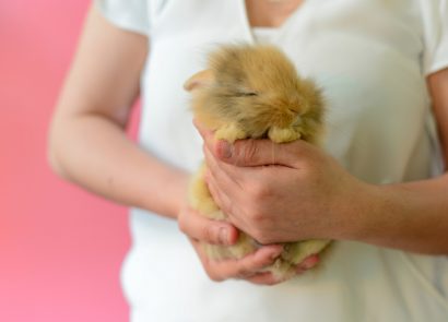 Cute mini lop rabbit asleep in woman's hands