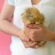 Cute mini lop rabbit asleep in woman's hands