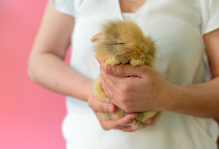 Cute mini lop rabbit asleep in woman's hands