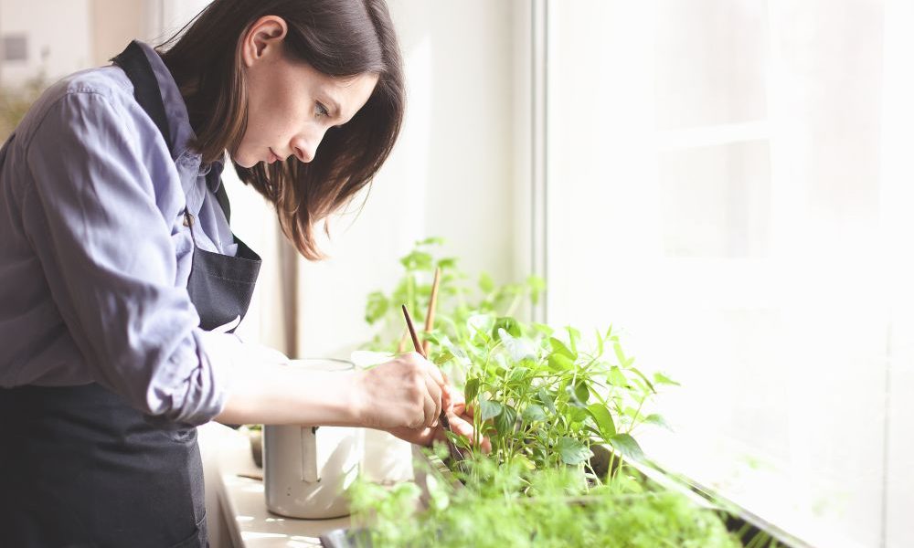 woman growing vegetables on windowsill