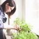 woman growing vegetables on windowsill