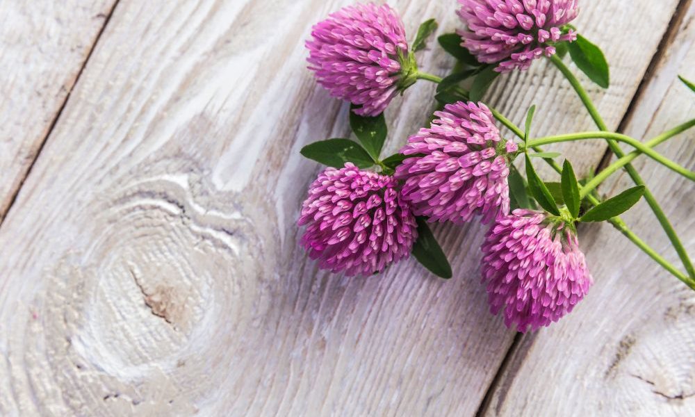 red clover herb on wooden table
