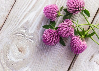 red clover herb on wooden table