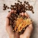 Two hands holding coffee beans