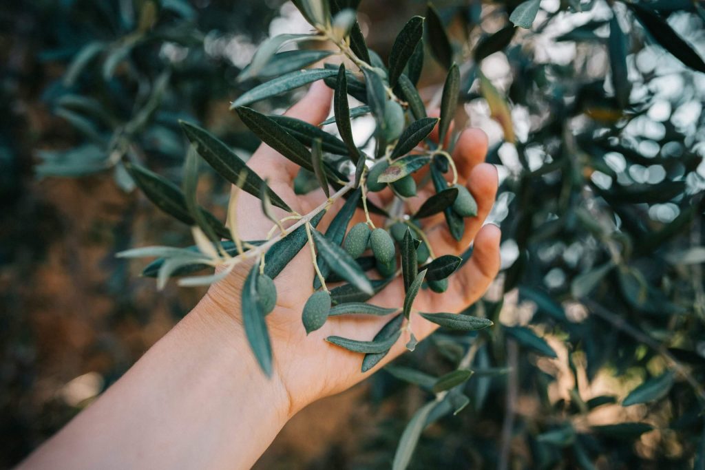 A hand holding an olive tree branch