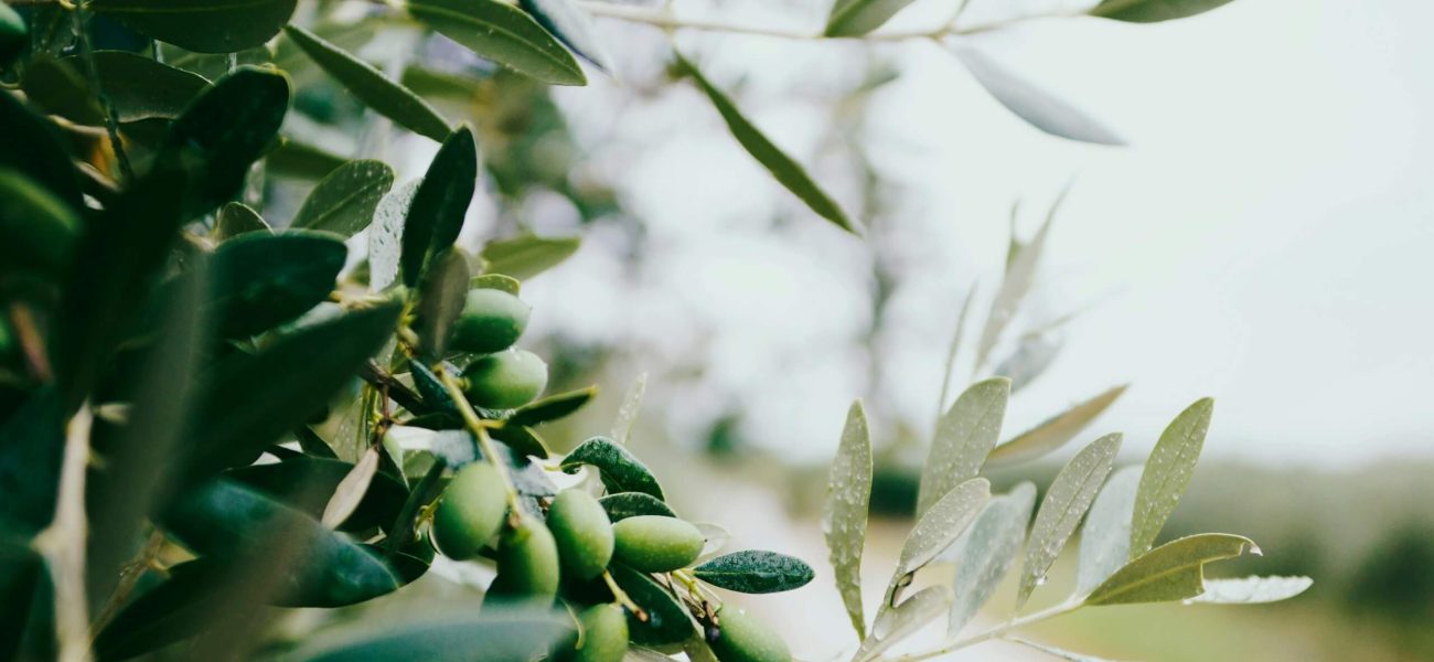 A close up image of an olive tree's leaves and fruit