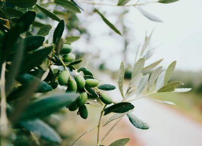 A close up image of an olive tree's leaves and fruit