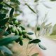 A close up image of an olive tree's leaves and fruit